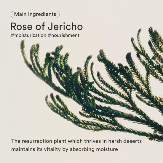 Abib Jericho Rose Bifida Serum - Firming Drop 50ml Abib Jericho Rose Bifida Serum - Firming Drop 50ml
